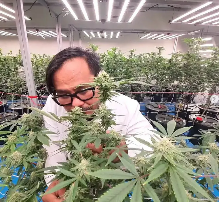 En cannabisodlare i Thailand