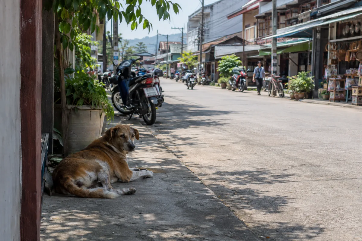 Gatuhund som vilar på en gata i en thailändsk stad
